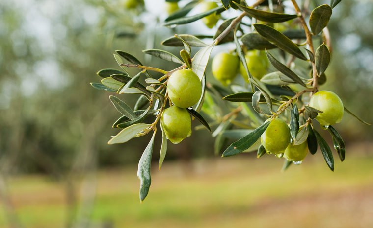 olive-tree-760x466.jpg
